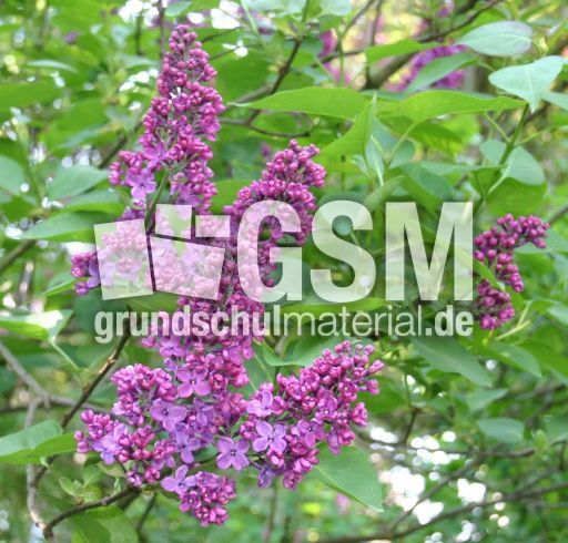 Fliederblueten-lila-1.jpg